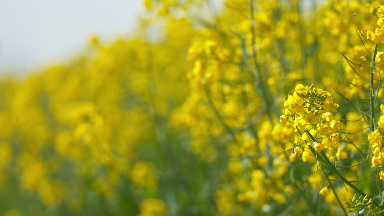 春天农村油菜花田野 12