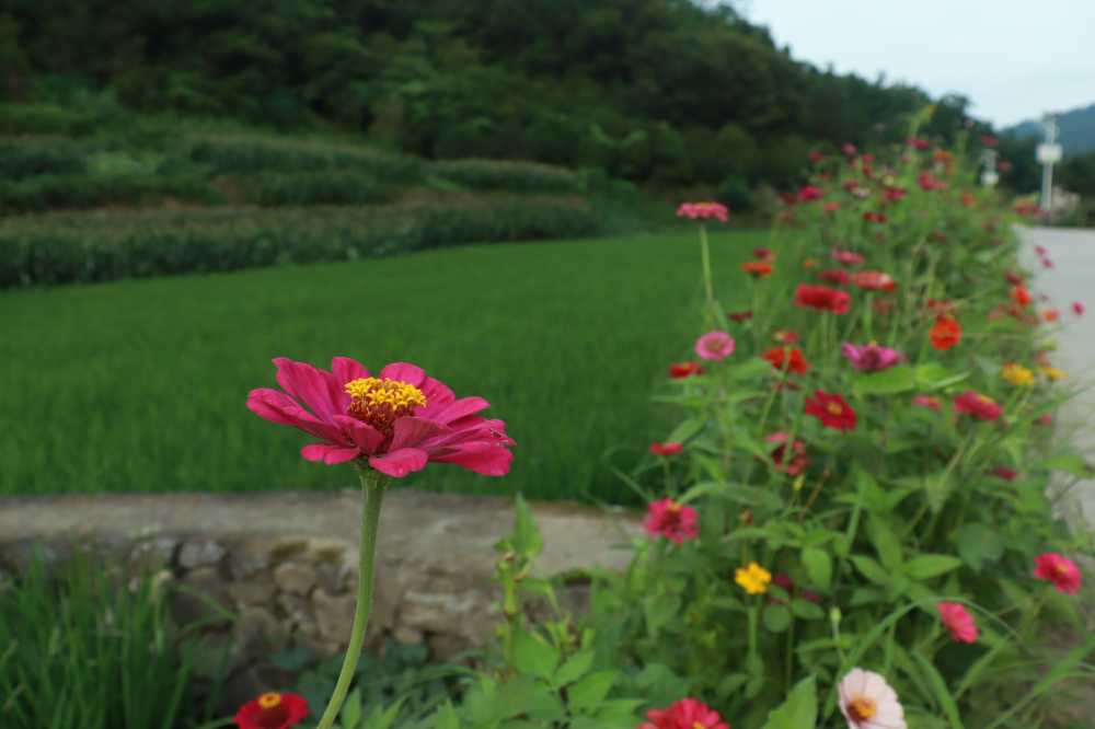 百日菊