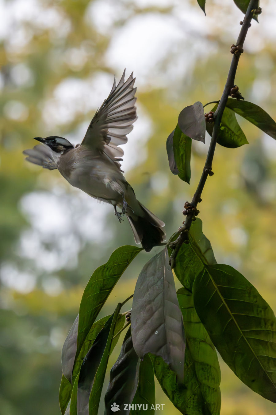 白头翁飞翔瞬间