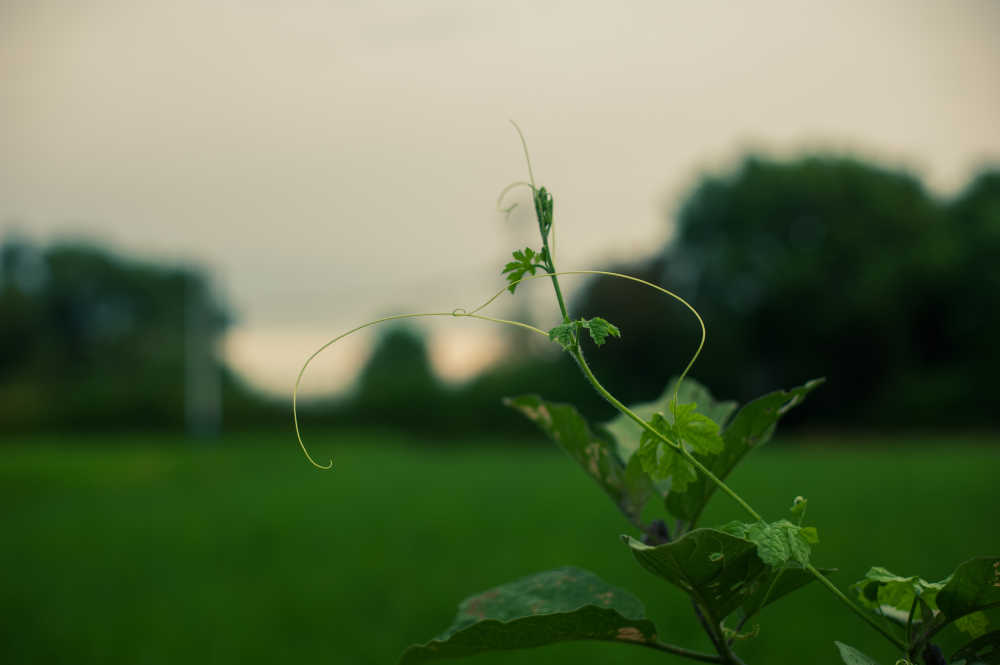 绿植特写
