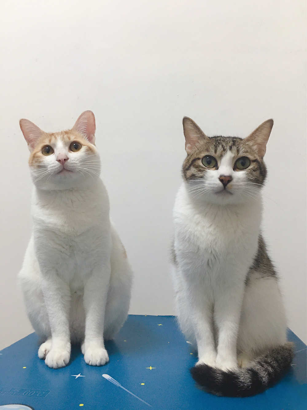 宠物猫咪