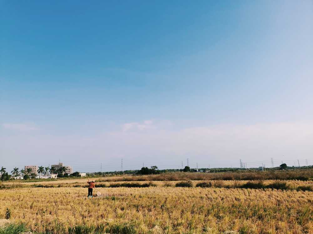 稻田