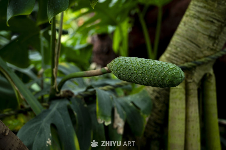 热带植物合集 14