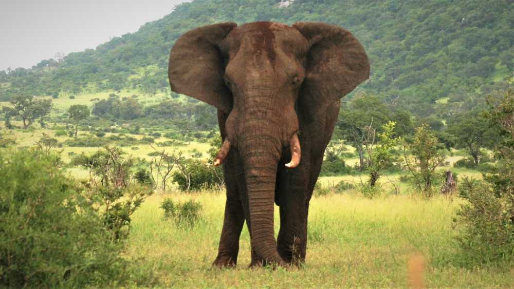 非洲大象大耳朵警报
