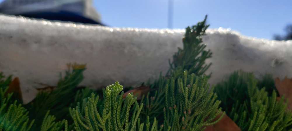 被初雪覆盖的绿色植被