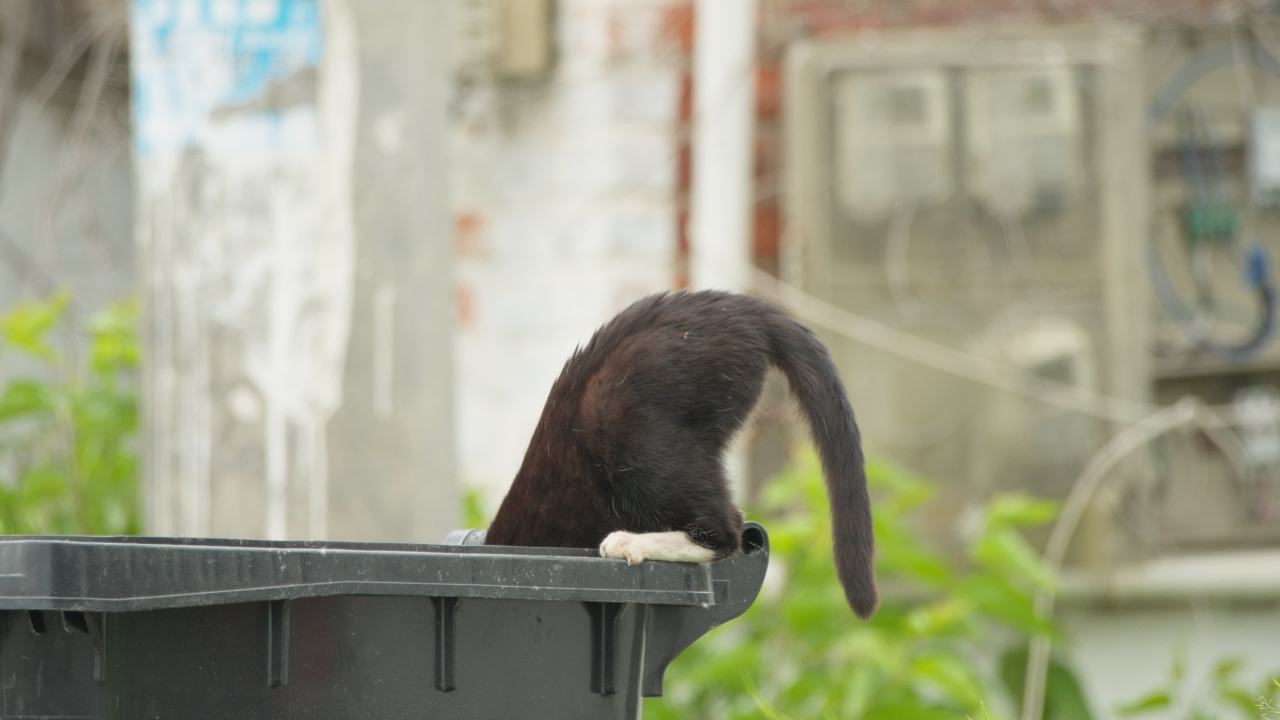 公园的小猫咪流浪猫 2