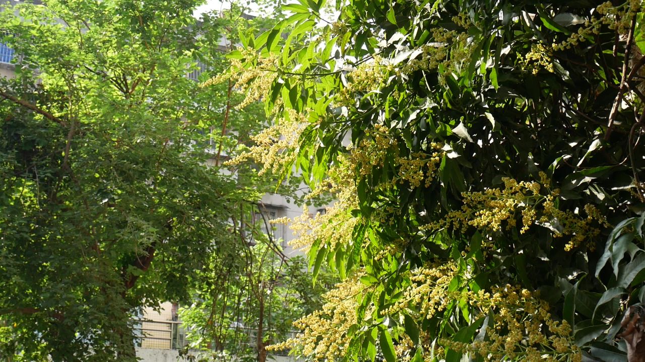 阳光一树芒果花