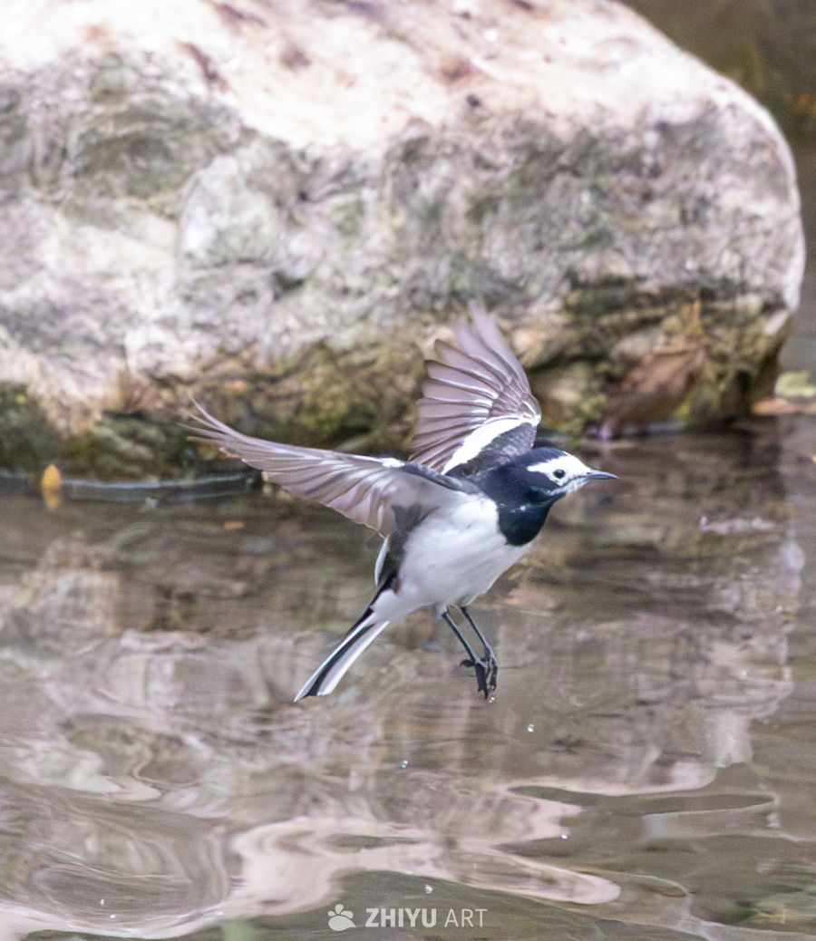 白鹡鸰水边飞翔
