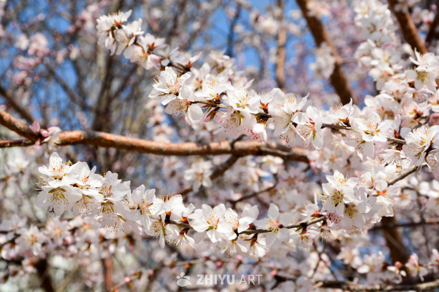 春花山桃