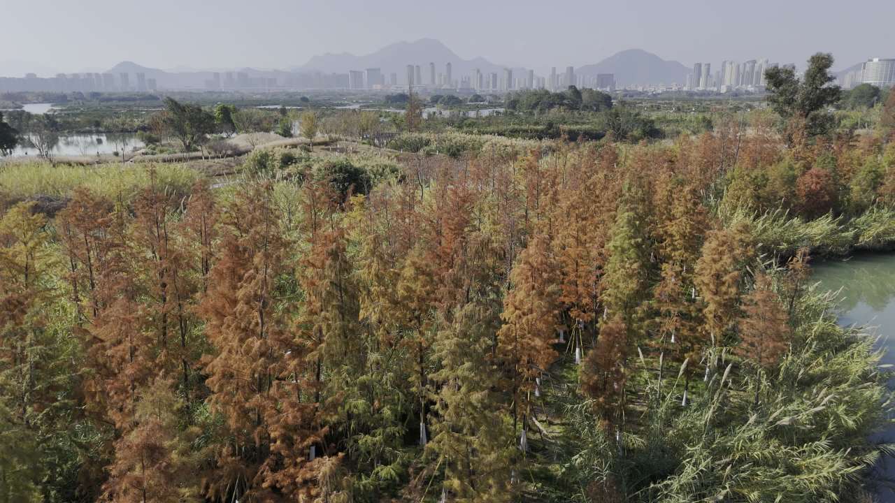 湿地红杉 13