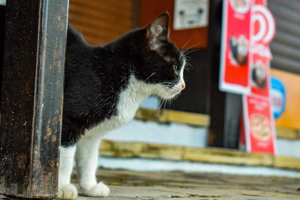 猫年轻迷路街