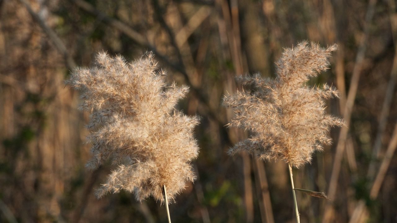 河边芦苇狗尾巴草白茅植物唯美微风