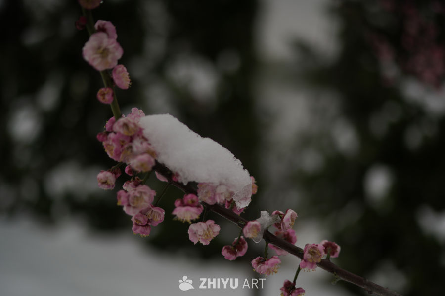 雪中绽放的梅花