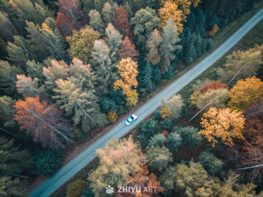 秋日森林中的道路