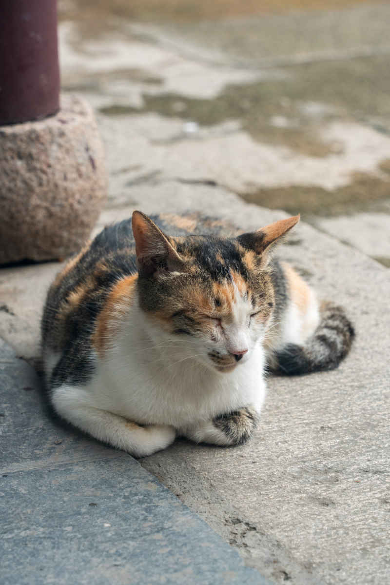西园寺 小猫 6