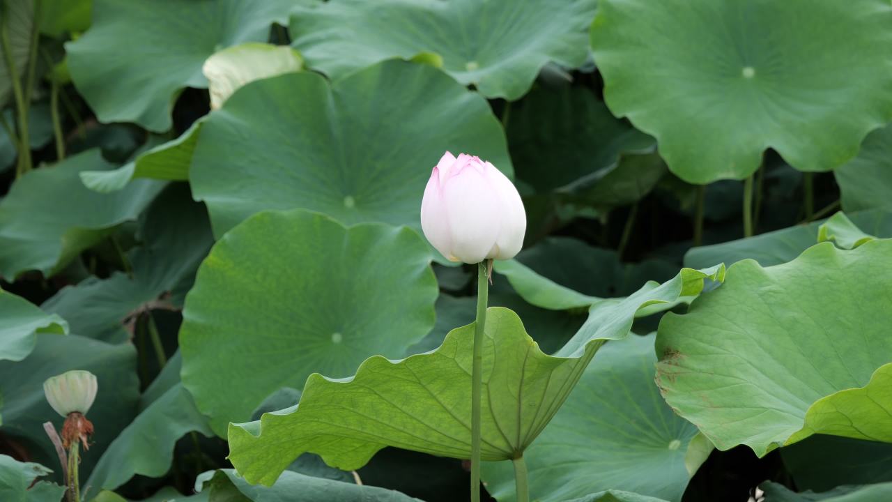 荷花 3