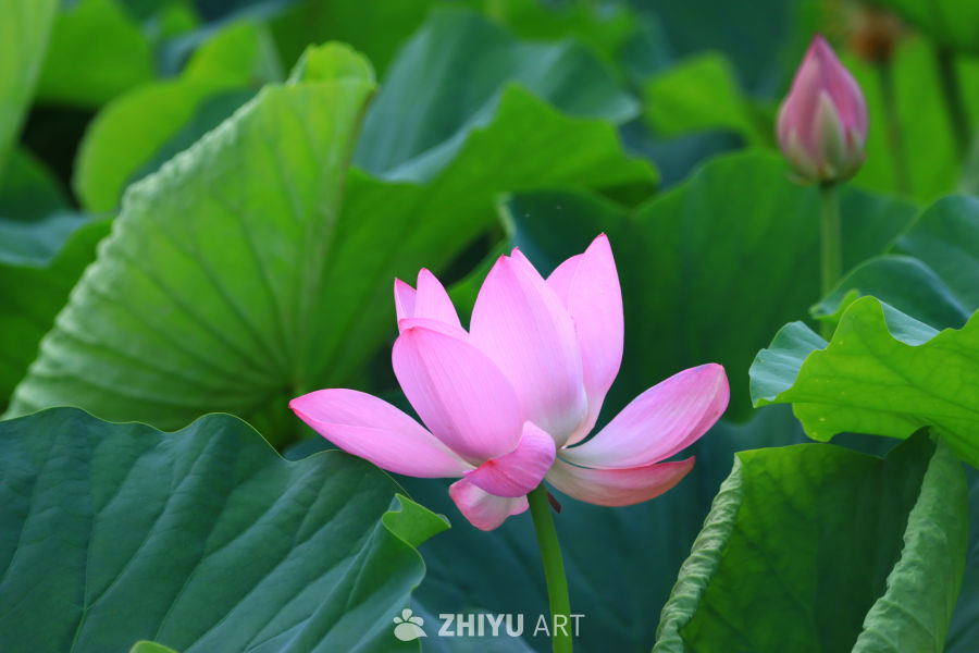 盛夏荷花 234