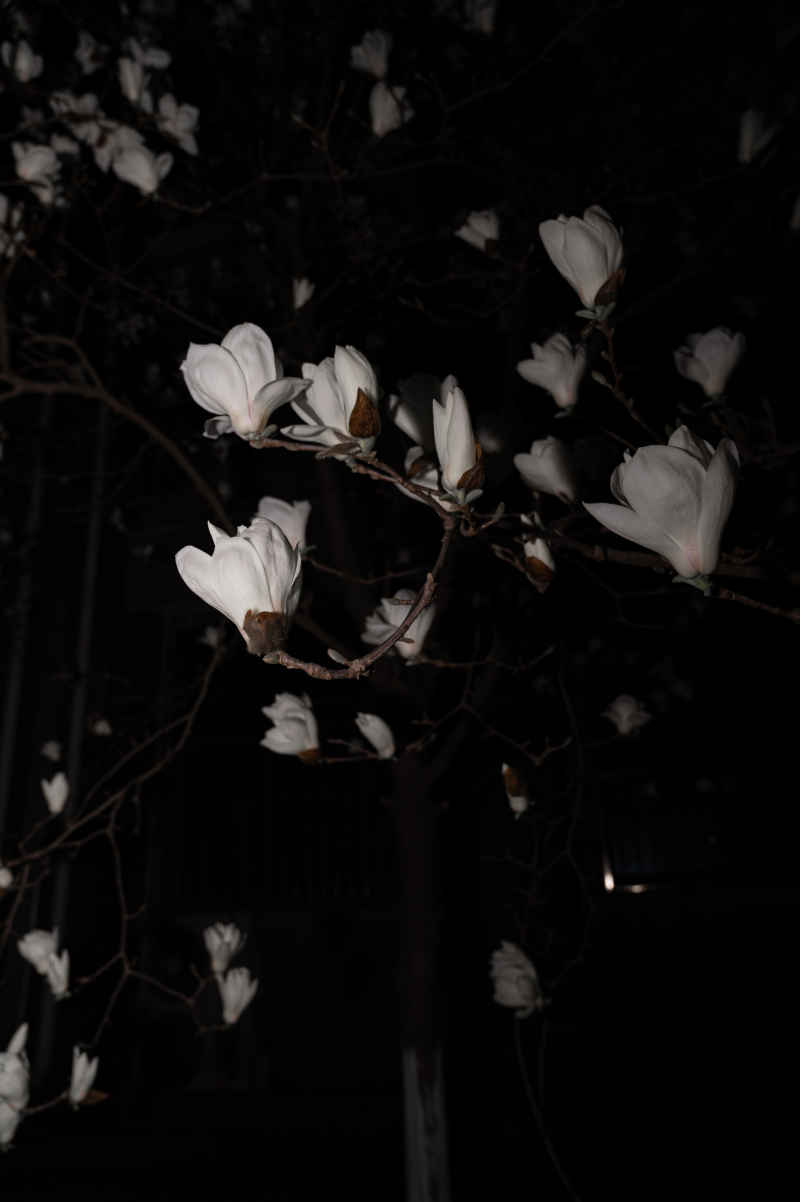 夜玉兰 6