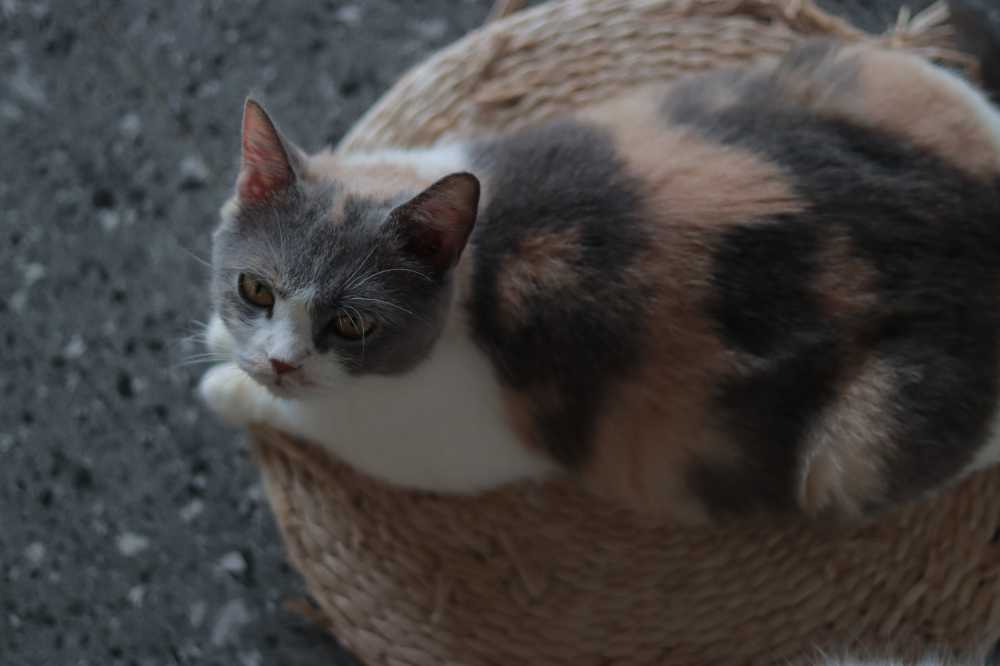 猫