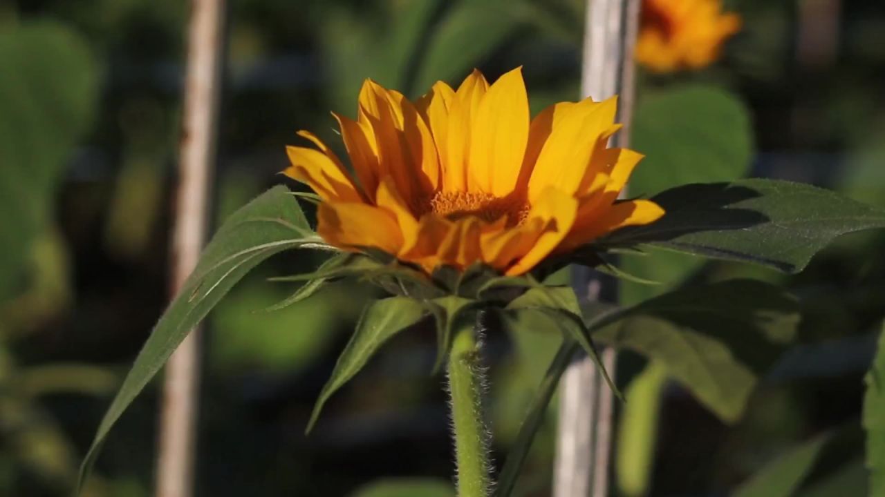 向日葵花盛开黄色开花