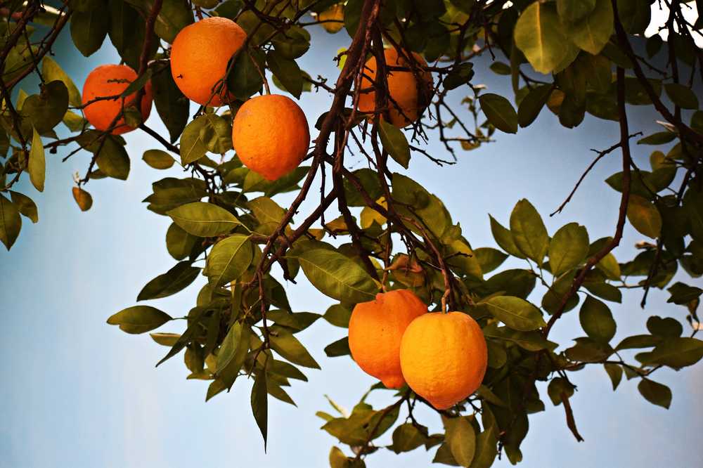 柑橘食品橙色健康