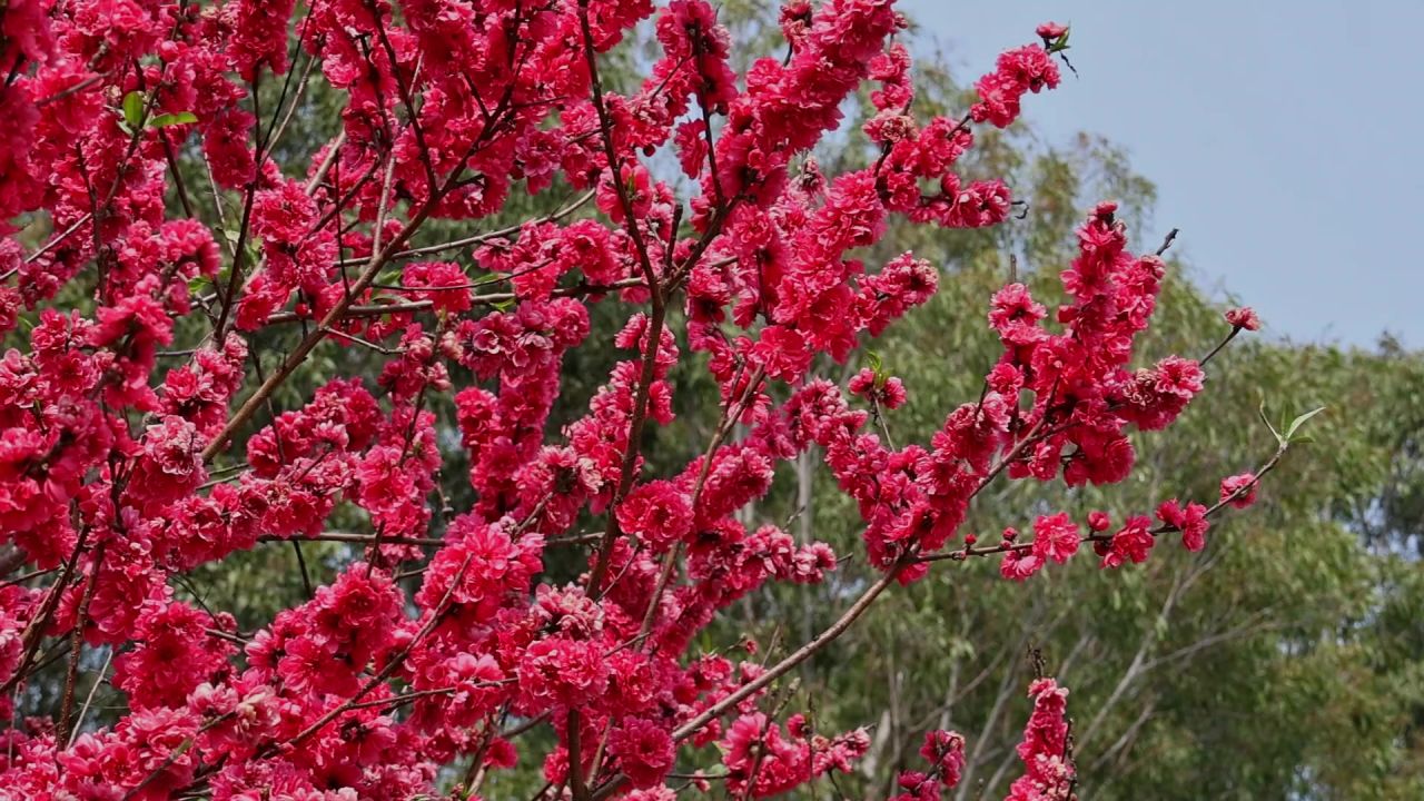 春暖花开桃花盛开 6