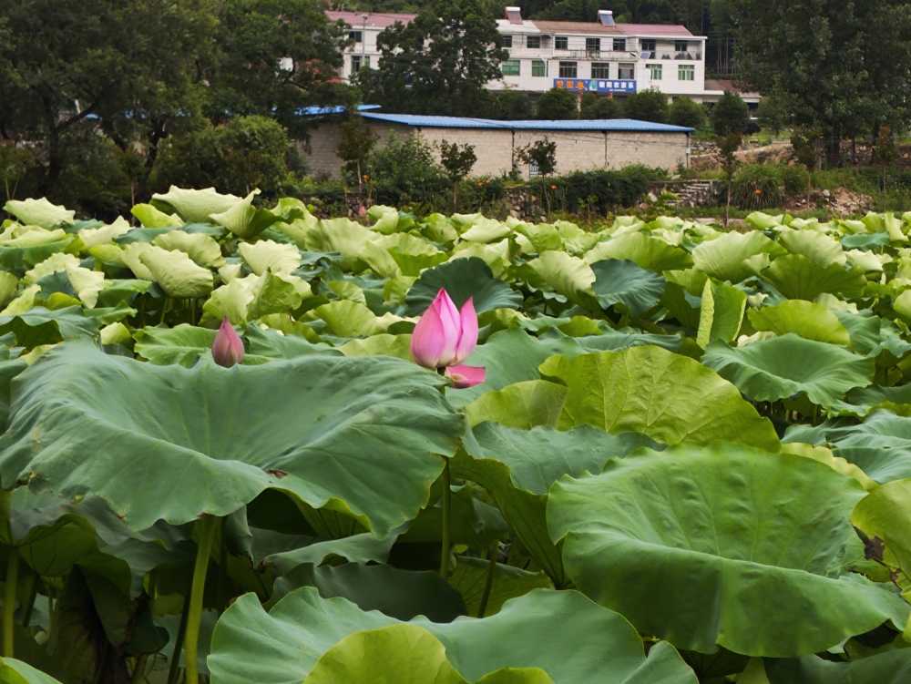 荷花
