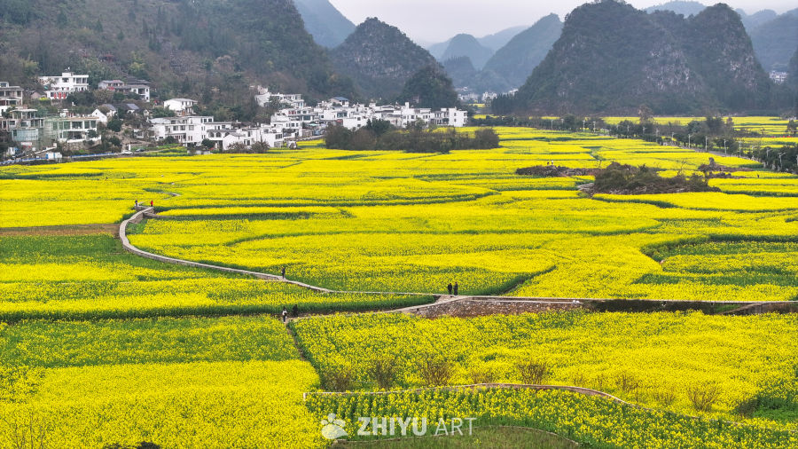 航拍油菜花盛开  美丽乡村 11