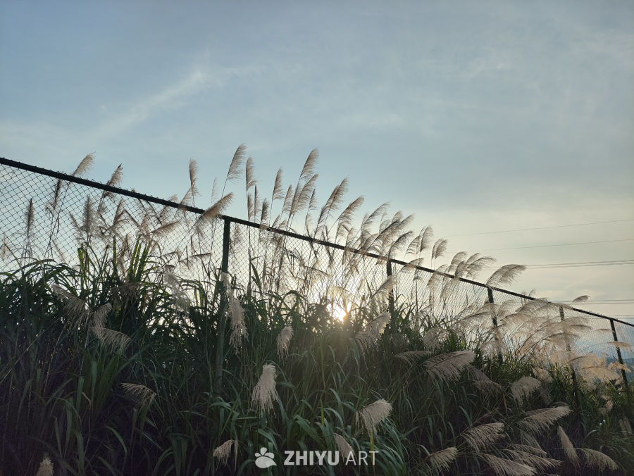 芦苇与夕阳的静谧时光