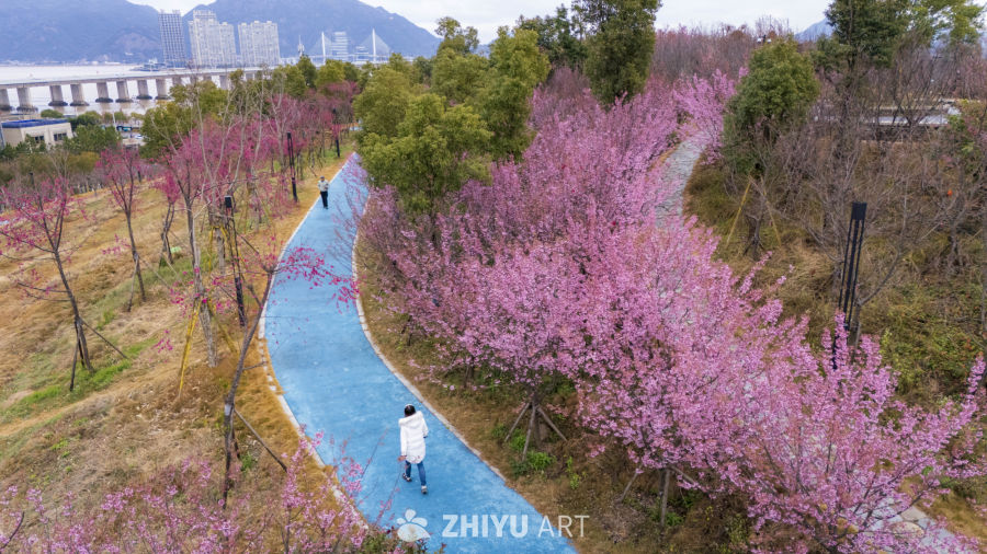樱花盛开的步道