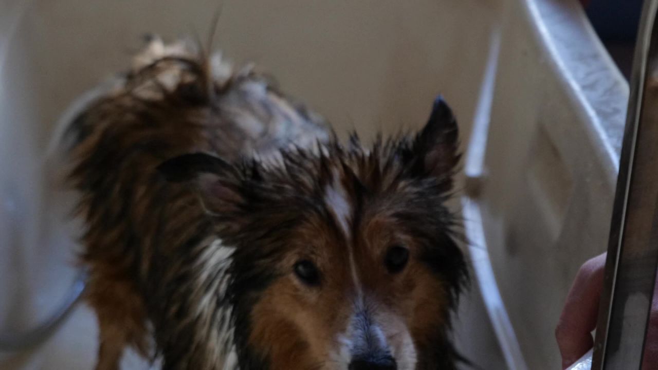 狗狗宠物店洗澡