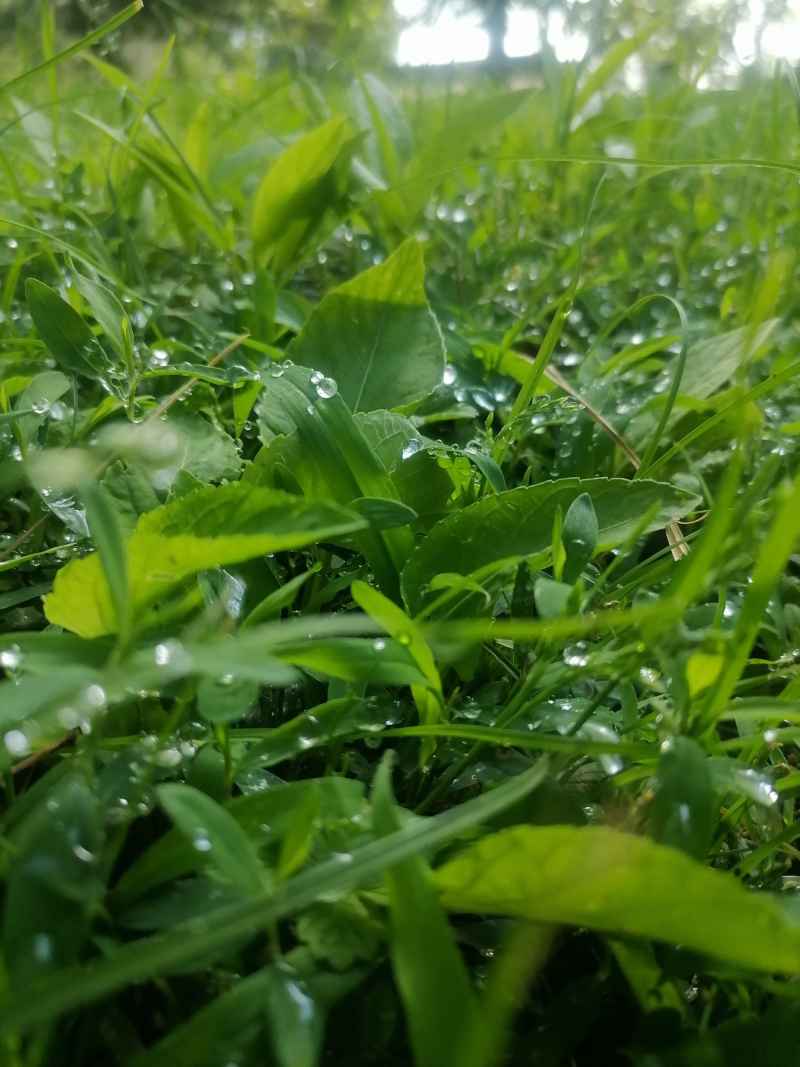 朝露