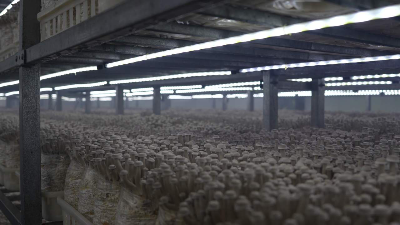 标准化工厂培育鹿茸菇