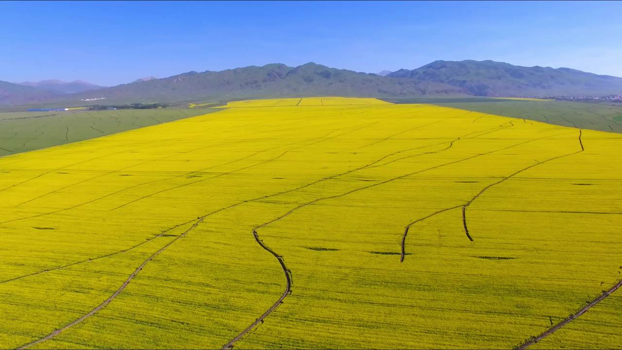 油菜花
