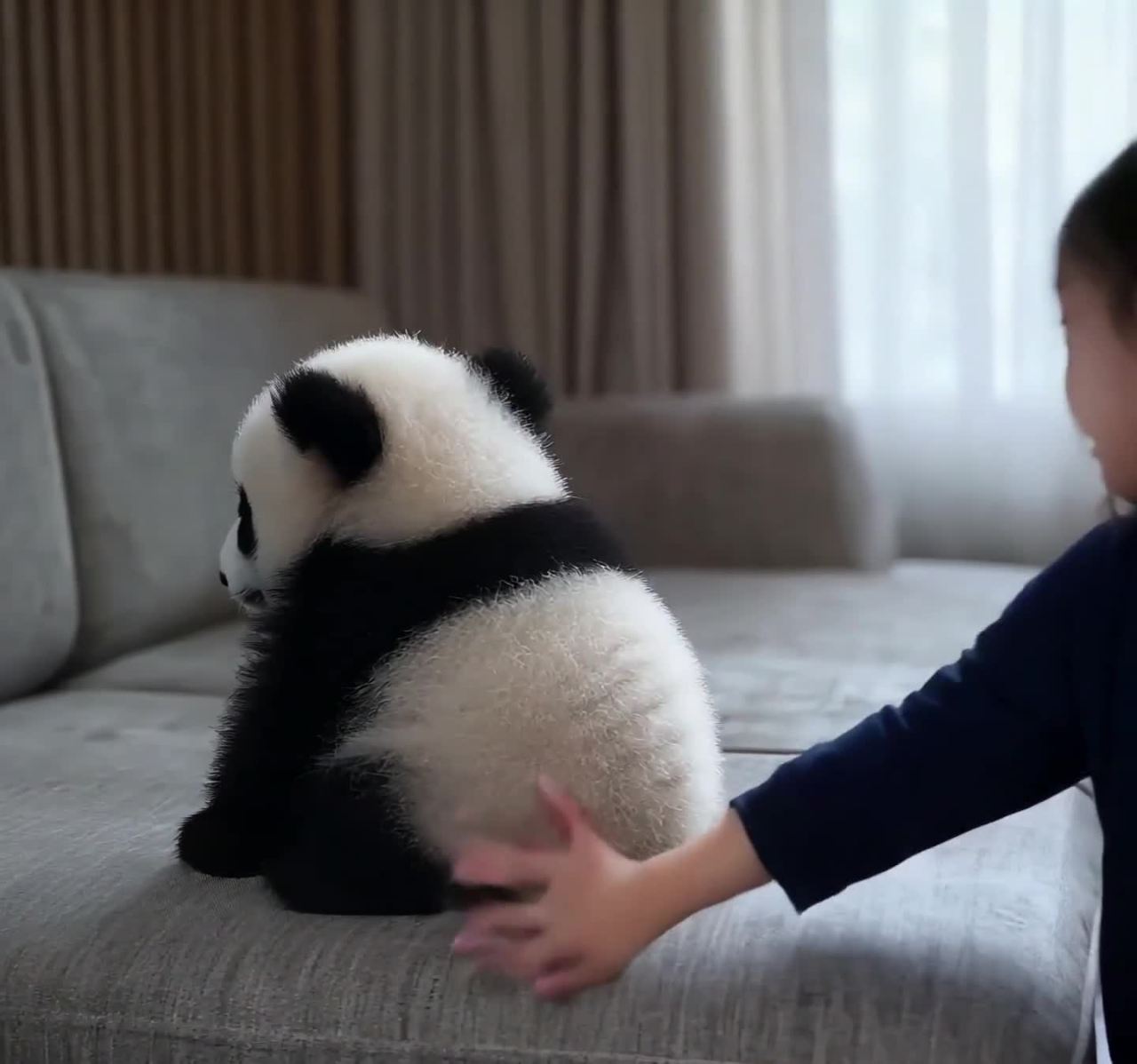 熊猫幼崽背影，沙发上放松，光线柔和温暖。