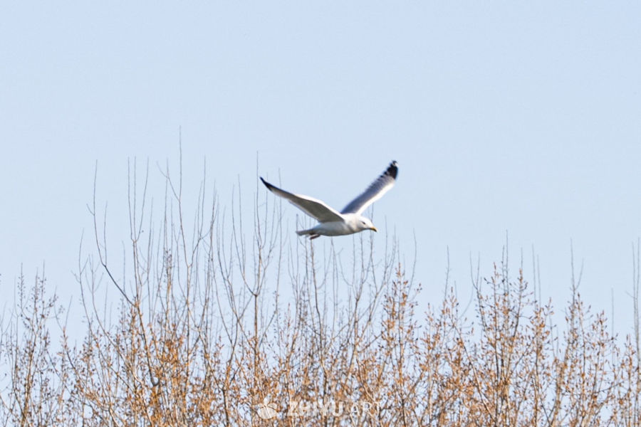 海鸥掠过树梢
