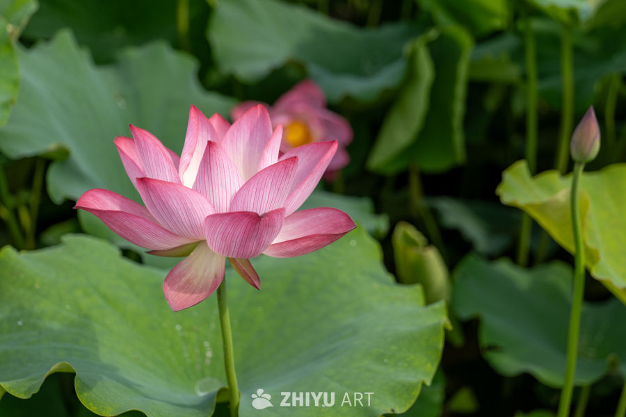 荷花 152