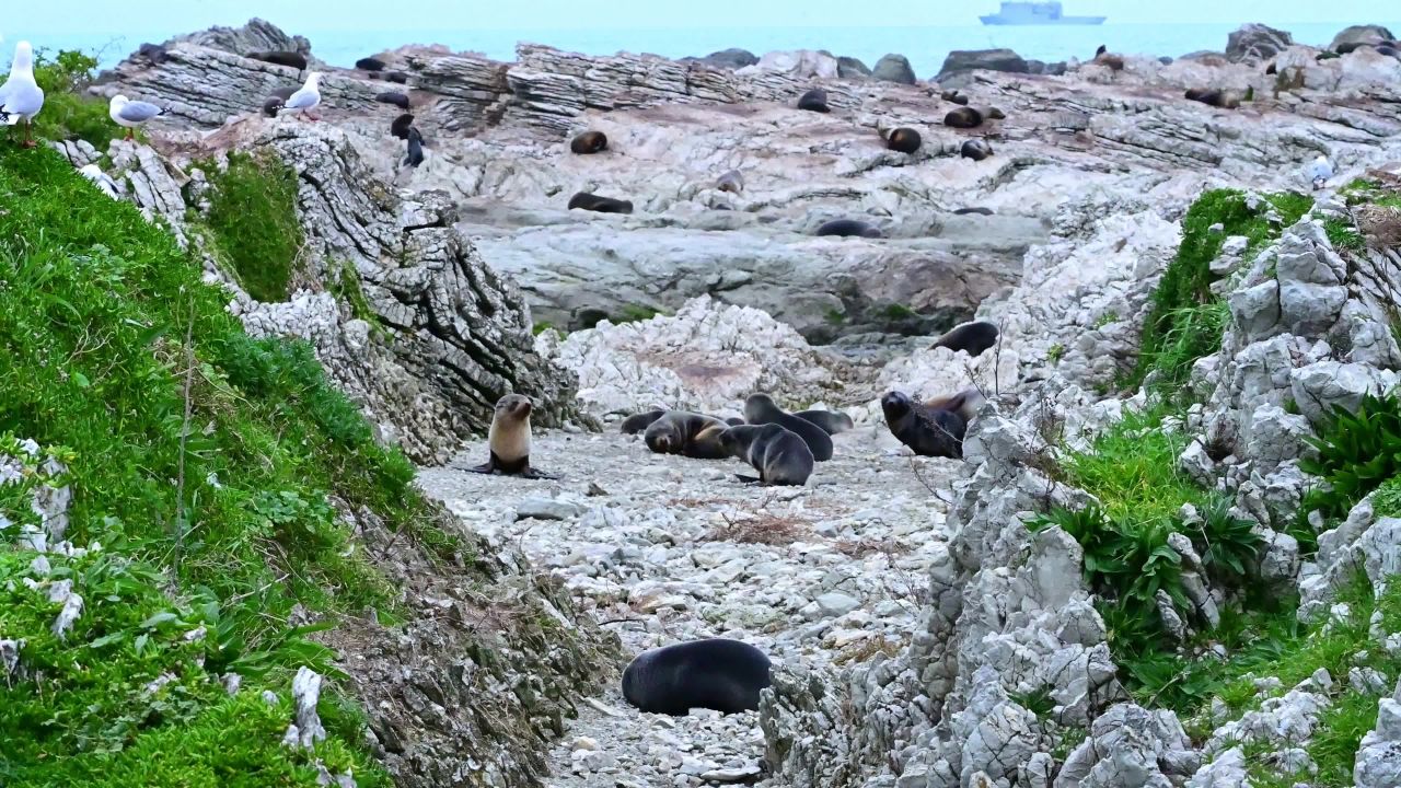 新西兰南岛各地的海狮 2