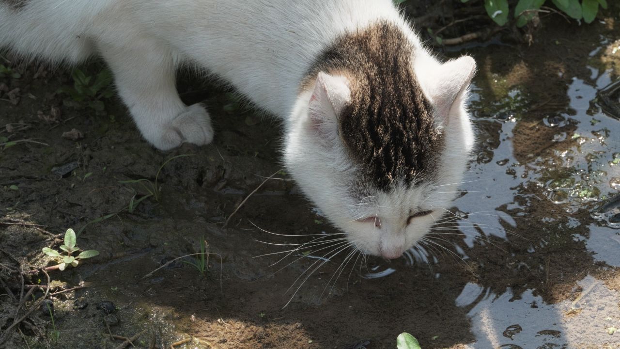 猫咪喝水4K实拍