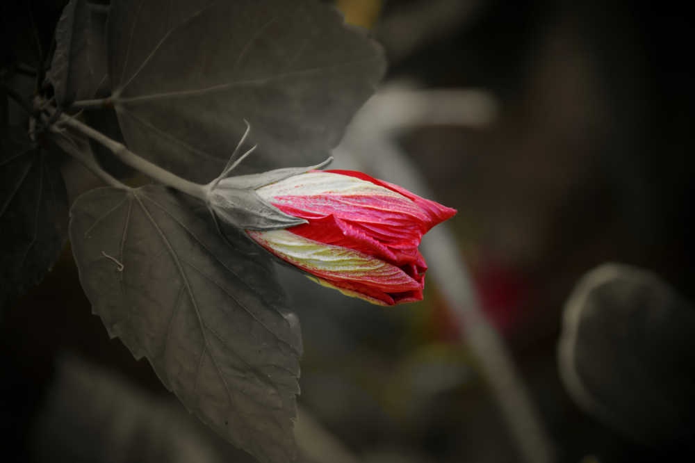 未盛之花