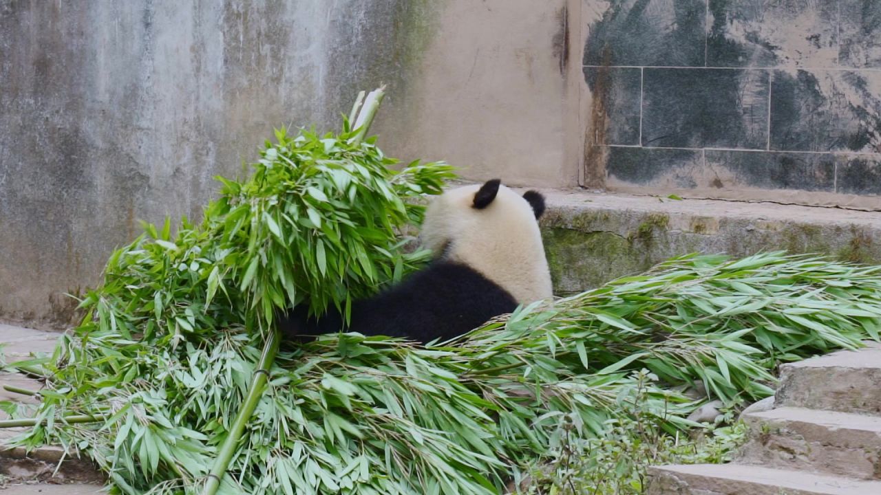 大熊猫吃竹子