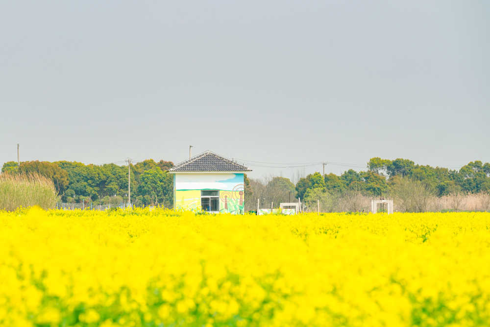 油菜花