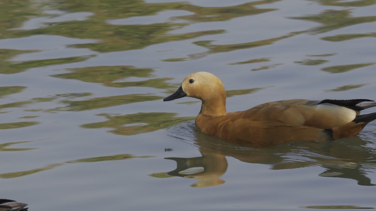 杨府山公园观鸟 23