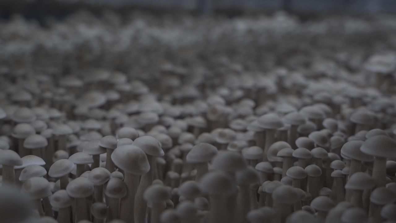 蘑菇森林