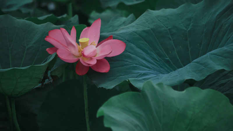 荷花 11