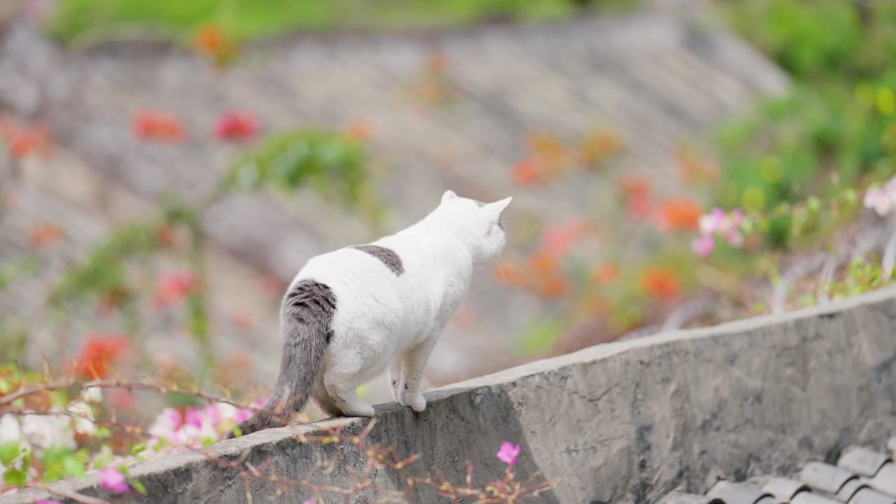 小花猫穿梭在三角梅中