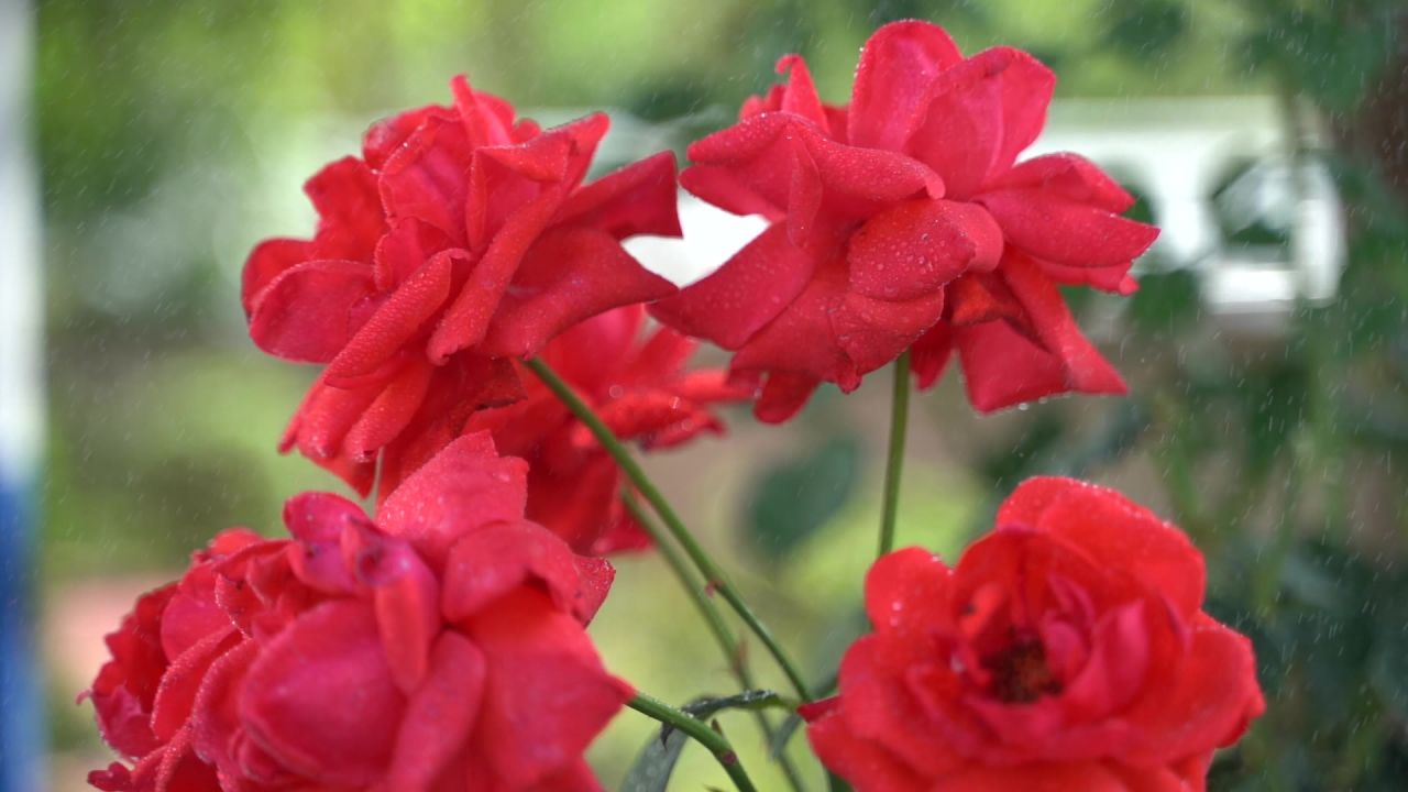 花 28