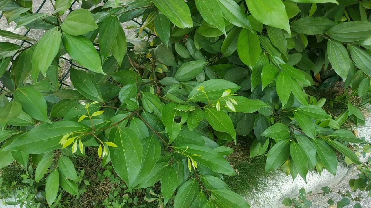 微风鸟语天竺桂