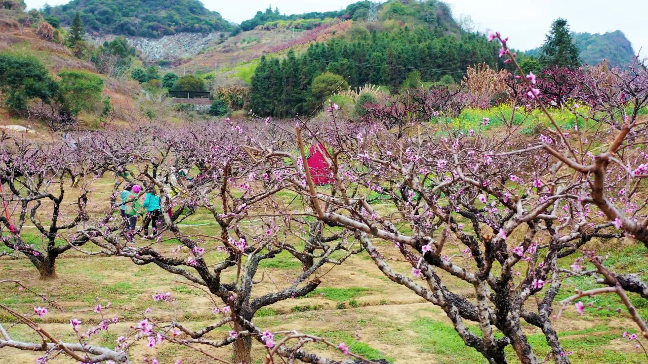 桃花广东山区风光