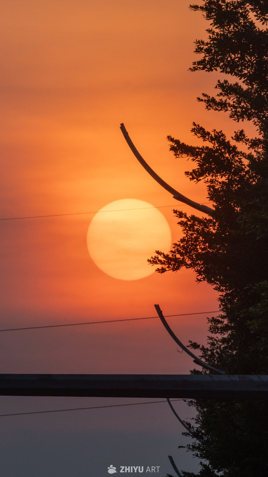 橙色天空下的树影日落